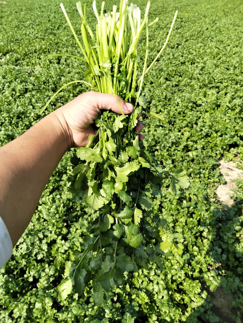 脱水香菜