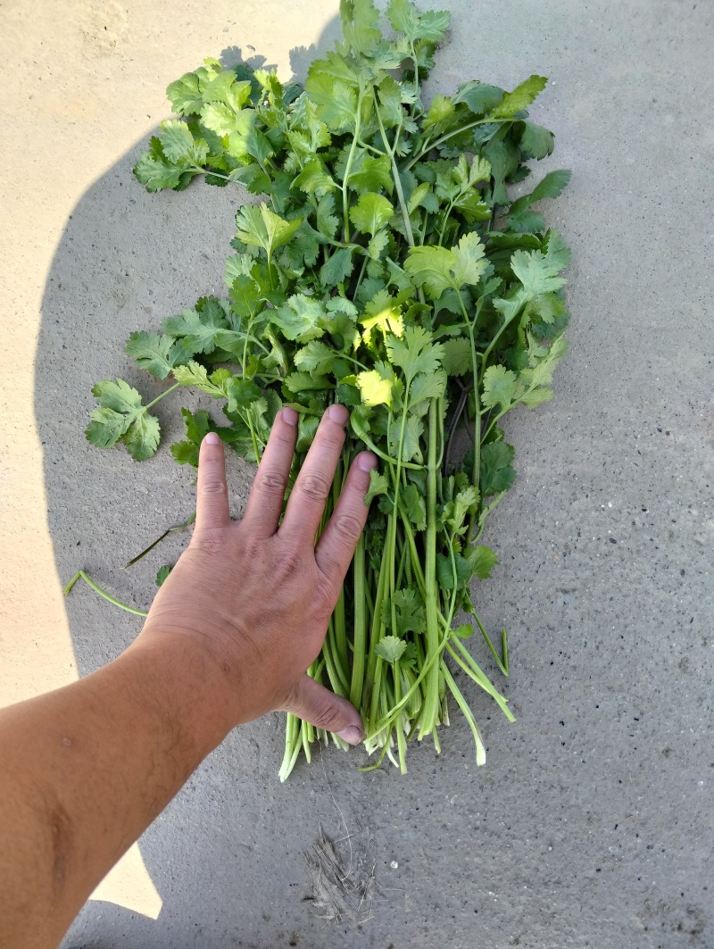脱水香菜