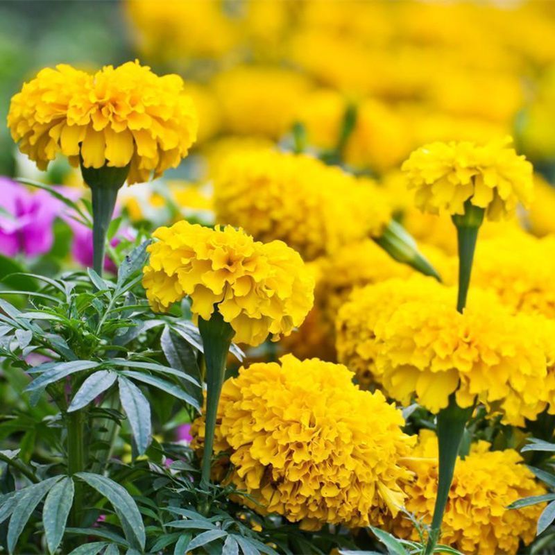 万寿菊种子室内外花草种籽四季种易活庭院公园花卉植物易种花