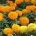 万寿菊种子室内外花草种籽四季种易活庭院公园花卉植物易种花