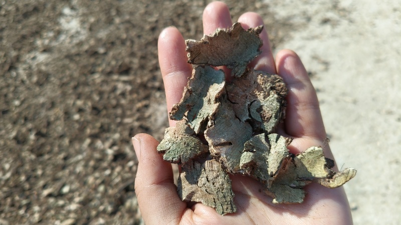 产地一手货源香茶菜根常年大货供应