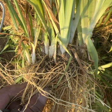 射干苗林下种植包回收成活率高大量现货中药材苗