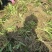 射干苗林下种植包回收成活率高大量现货中药材苗