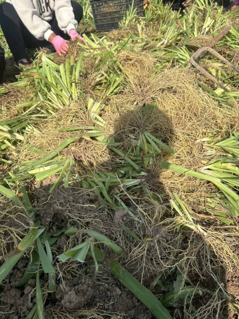射干苗林下种植包回收成活率高大量现货中药材苗