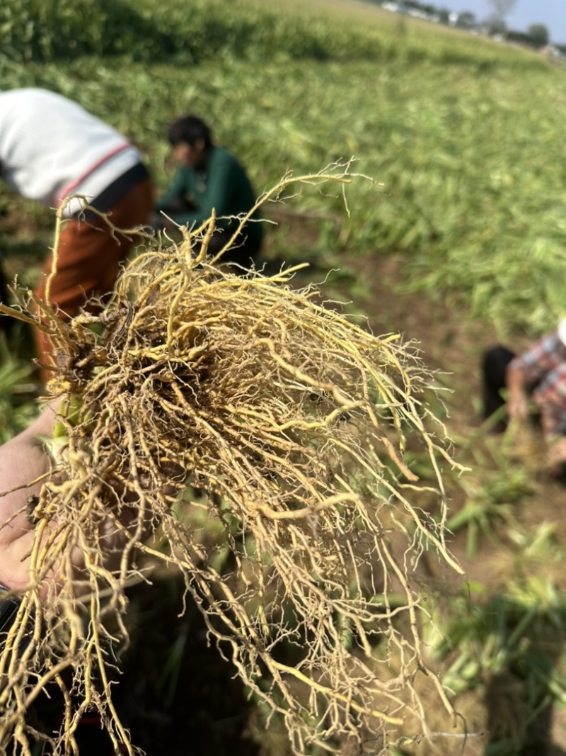 射干苗林下种植包回收成活率高大量现货中药材苗