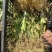 射干苗林下种植包回收成活率高大量现货中药材苗