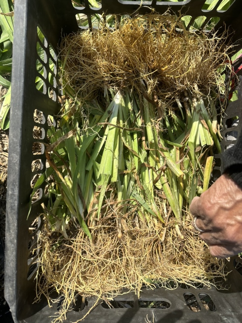 射干苗林下种植包回收成活率高大量现货中药材苗