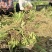 射干苗林下种植包回收成活率高大量现货中药材苗