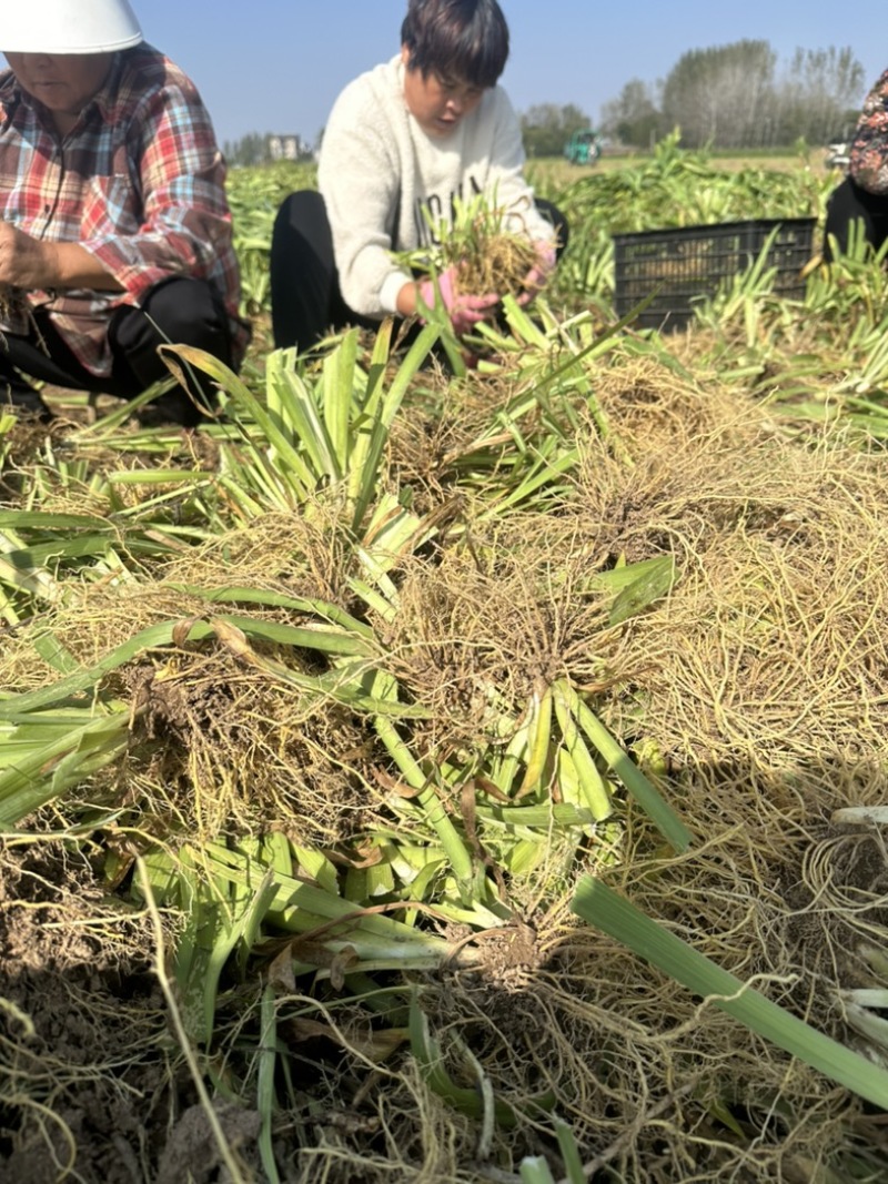 射干苗林下种植包回收成活率高大量现货中药材苗