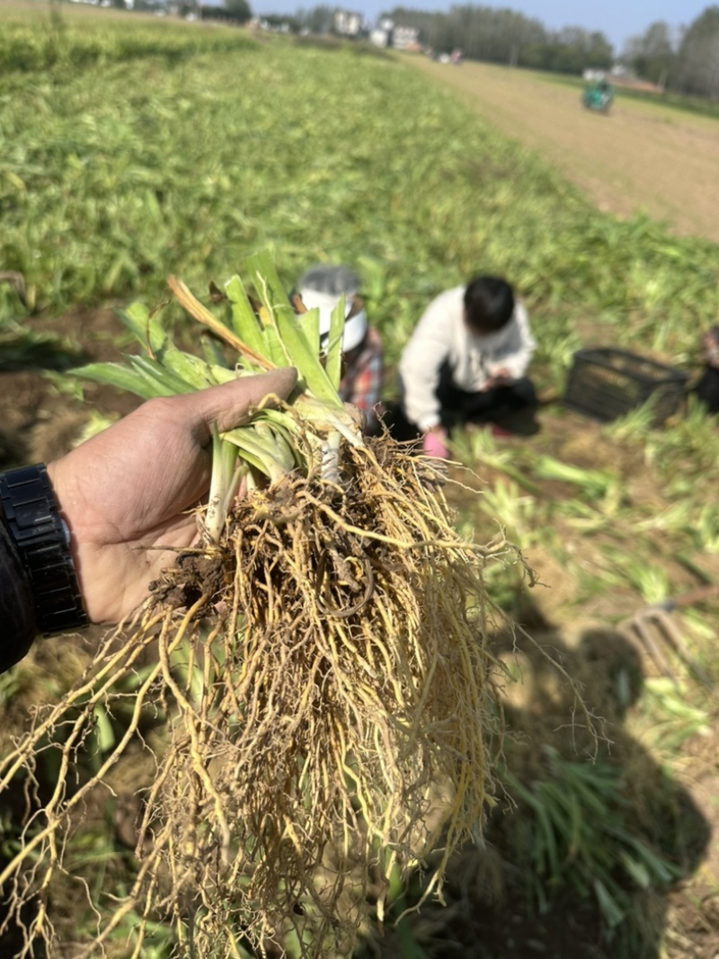 射干苗林下种植包回收成活率高大量现货中药材苗