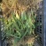 射干苗林下种植包回收成活率高大量现货中药材苗