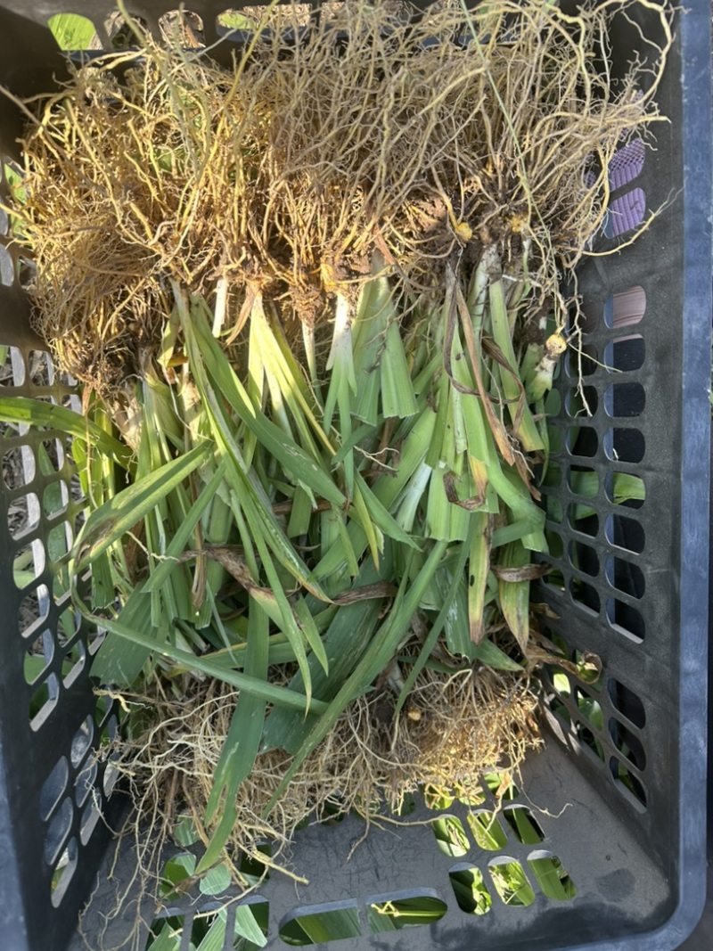 射干苗林下种植包回收成活率高大量现货中药材苗