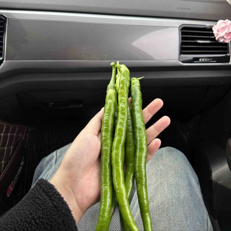 精品二荆条
