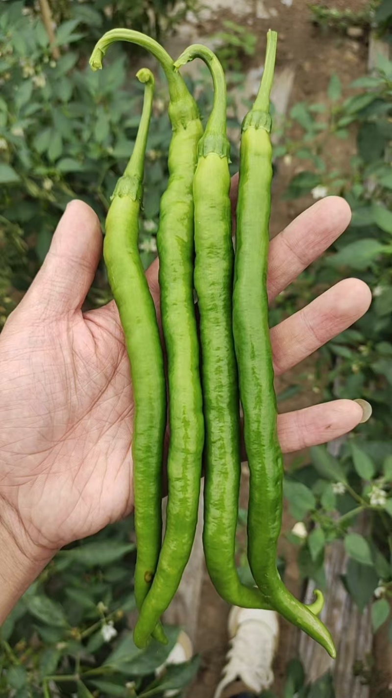 精品二荆条