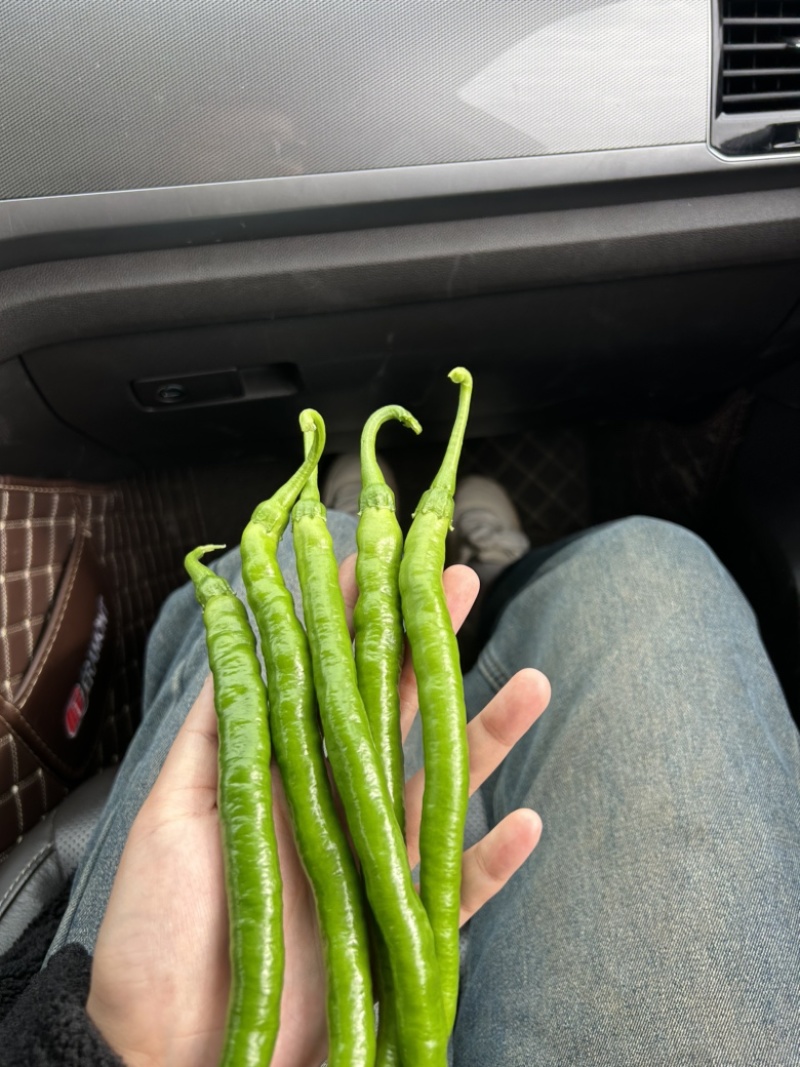 精品二荆条