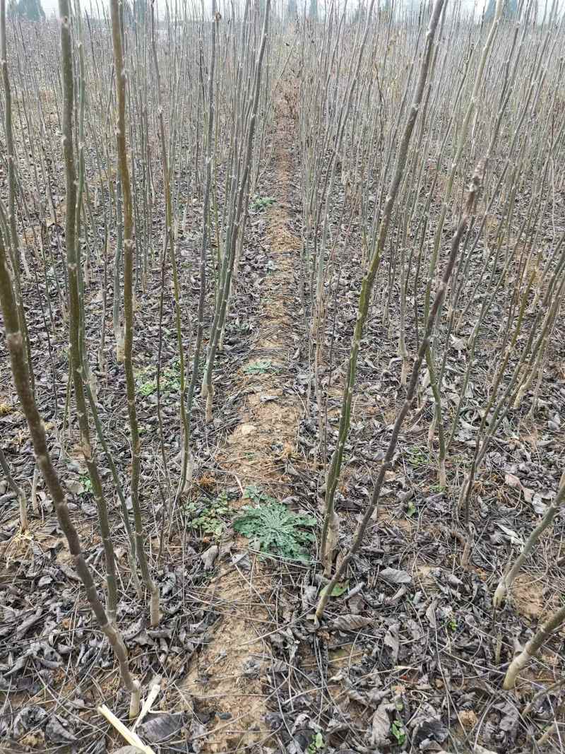 【精选】优质梨树苗基地直发品种齐全量大价优