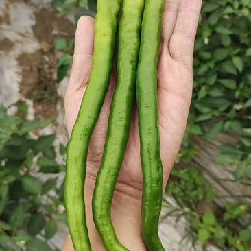 精品二荆条
