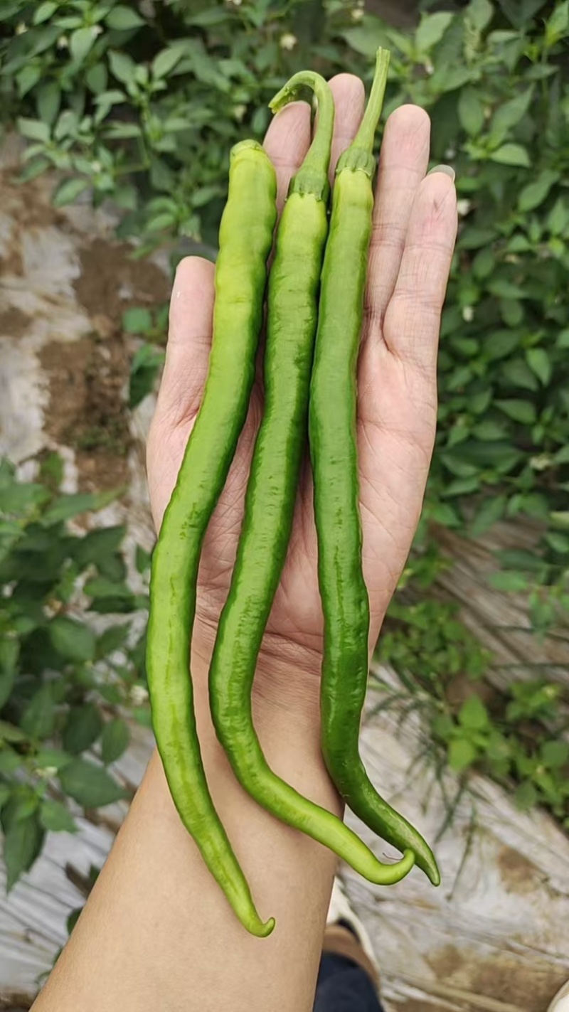 精品二荆条
