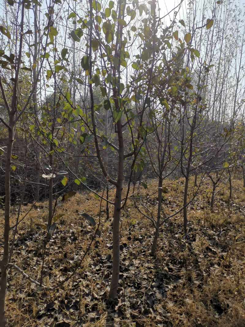 【精选】优质梨树苗基地直发品种齐全量大价优
