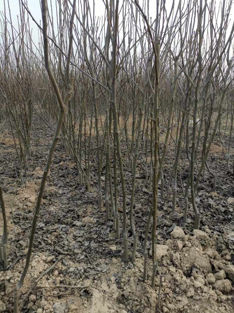 【精选】优质梨树苗基地直发品种齐全量大价优