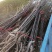 【精选】优质梨树苗基地直发品种齐全量大价优