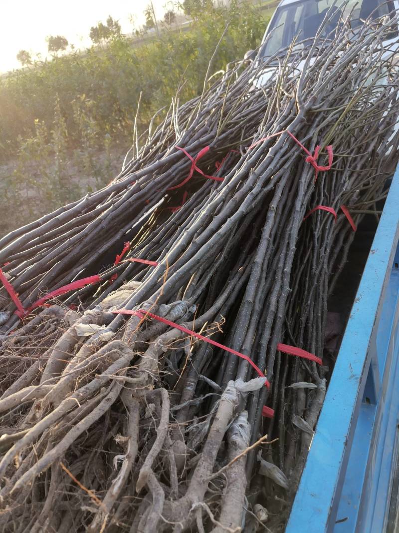 【精选】优质梨树苗基地直发品种齐全量大价优