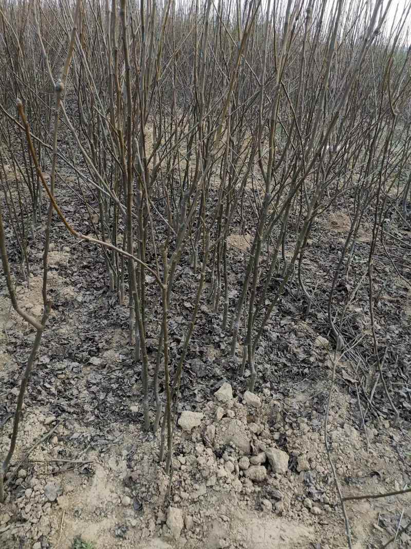 【精选】优质梨树苗基地直发品种齐全量大价优
