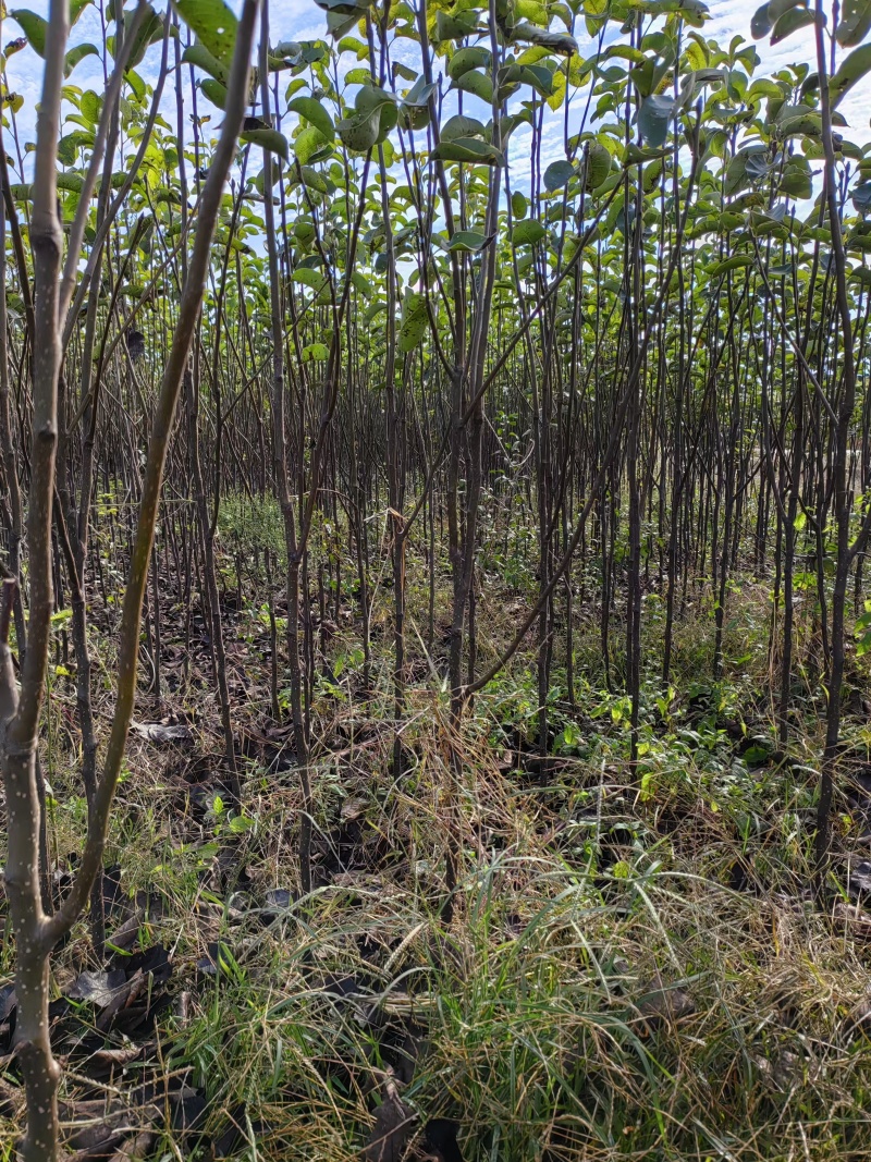 【精选】优质梨树苗基地直发品种齐全量大价优