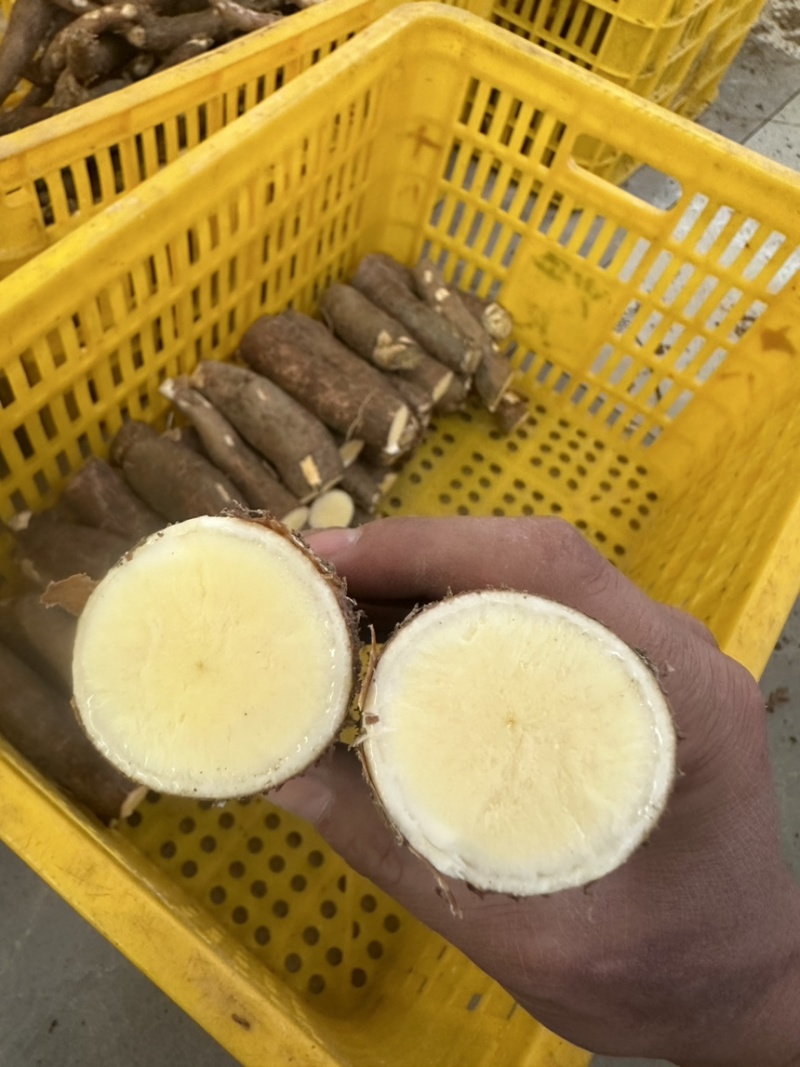 黄肉木薯口感大量上市，全国供应质量保证欢迎新老客户采购