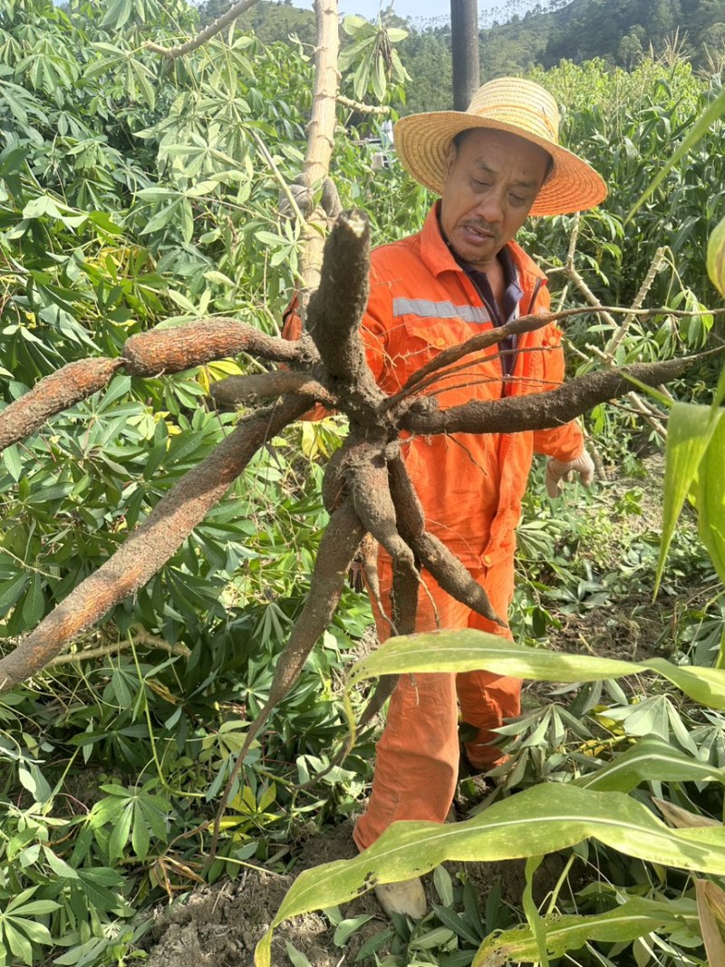 黄肉木薯口感大量上市，全国供应质量保证欢迎新老客户采购