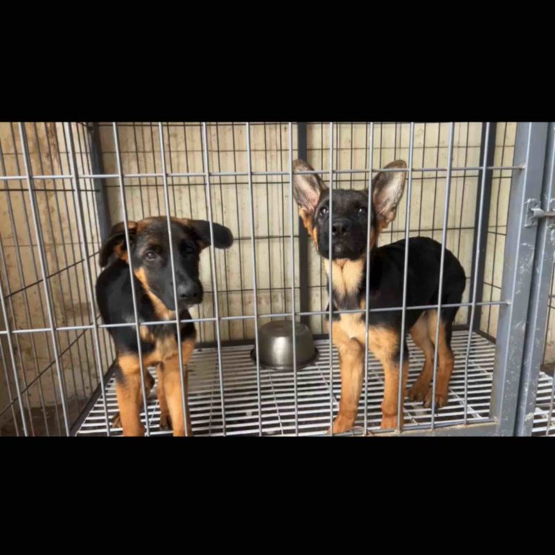 牧羊犬自家养殖