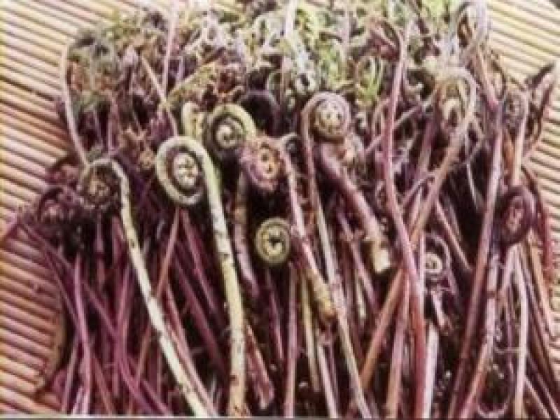 各种山野菜种苗