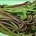 各种山野菜种苗