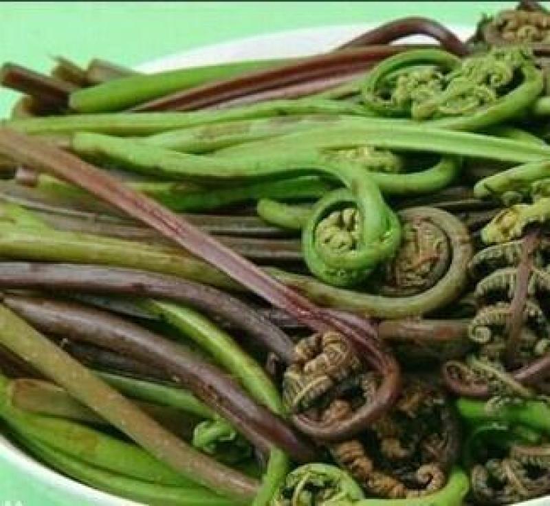 各种山野菜种苗