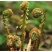 各种山野菜种苗