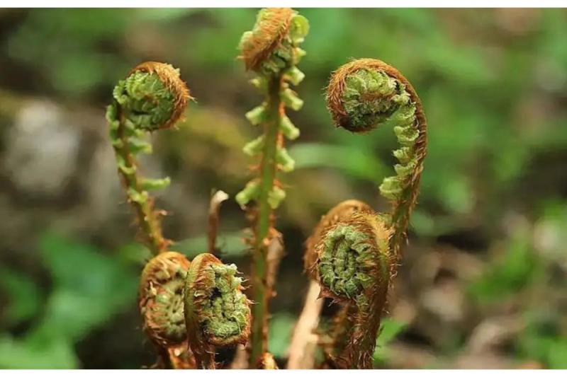 各种山野菜种苗
