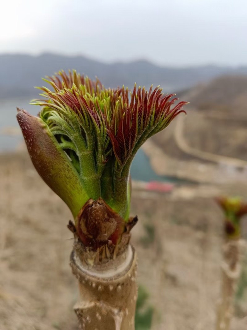各种山野菜种苗