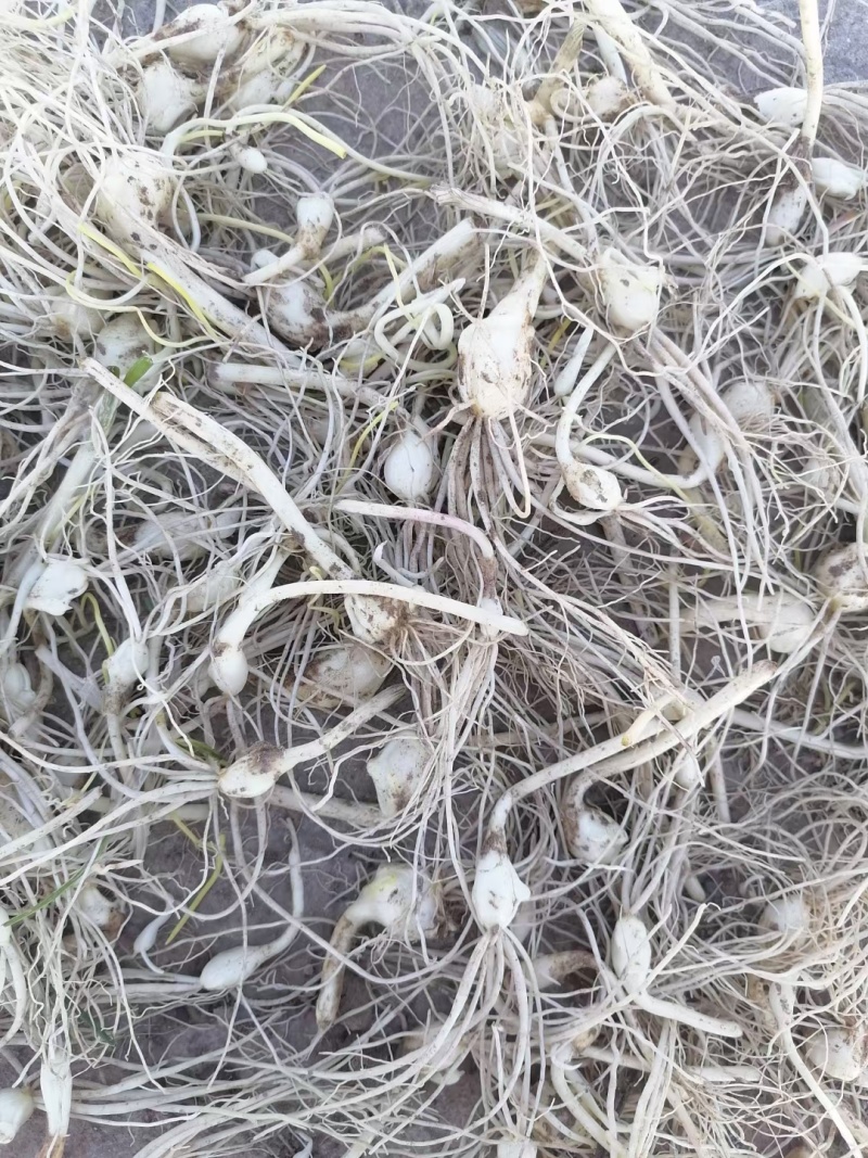 各种山野菜种苗