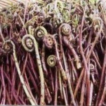 各种山野菜种苗