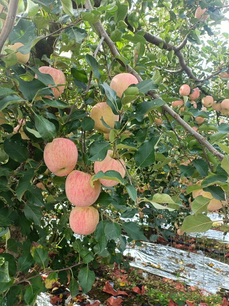 【红富士苹果】山东平度自家果园大小果都有无黑点擦伤接电商团购