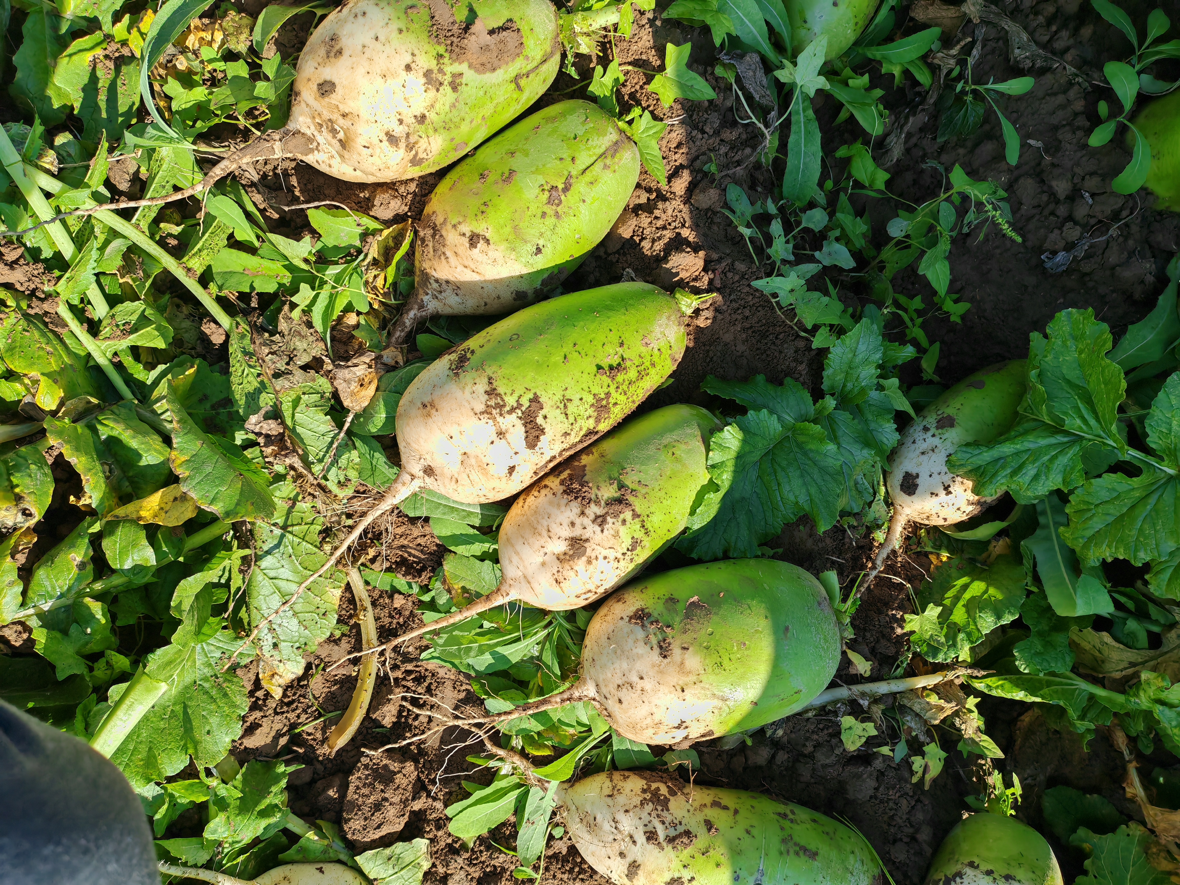 潍坊红玉白萝卜深加工产品展示图