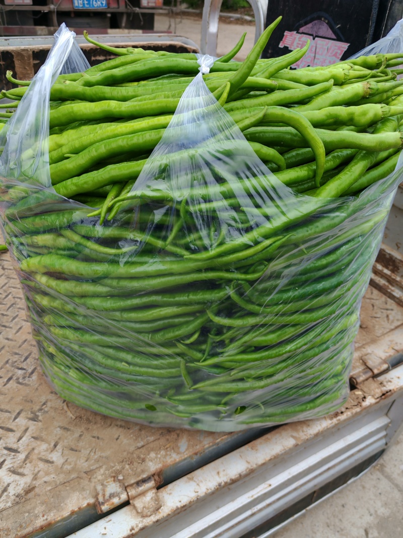砀山精品线椒菜面干净鲜亮无虫眼颜色正个头均匀