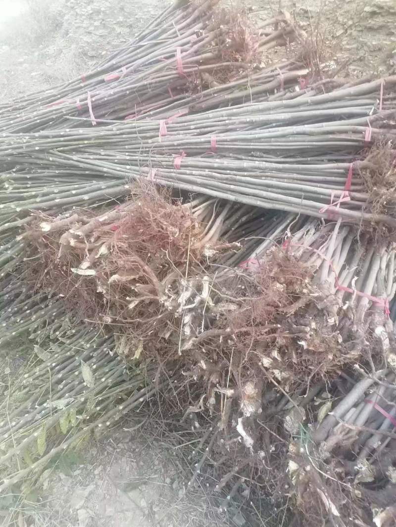 大棚香椿树苗，各种规格都有，量大。