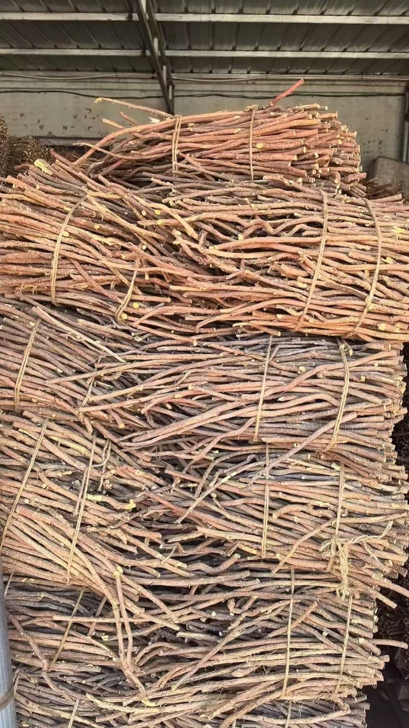 红皮甘草