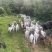 小山羊出售