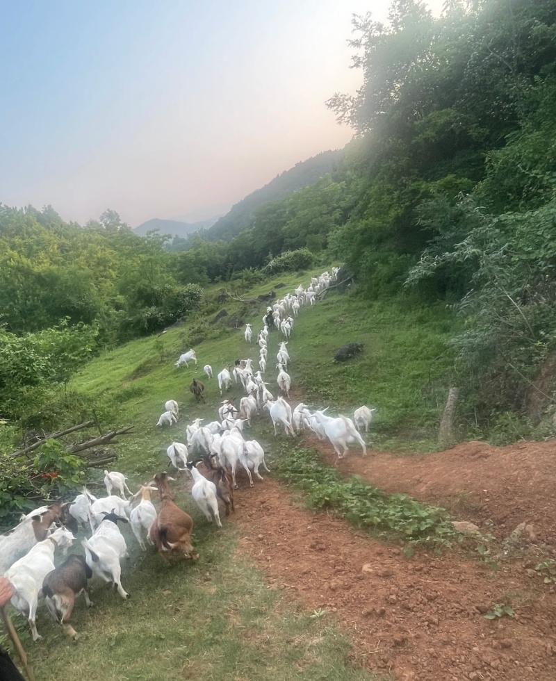 小山羊出售