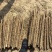 山药