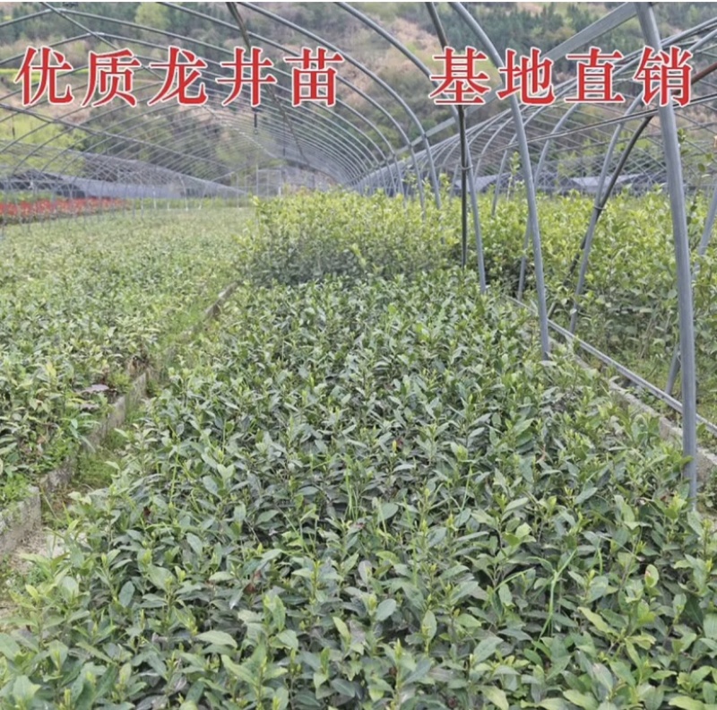 基地直销，优质优价品种齐全，龙井43，蒙山9号。
