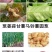 葱姜蒜菌净韭菜干尖灵黄叶一喷绿大葱大姜大蒜韭菜黄叶卷叶病