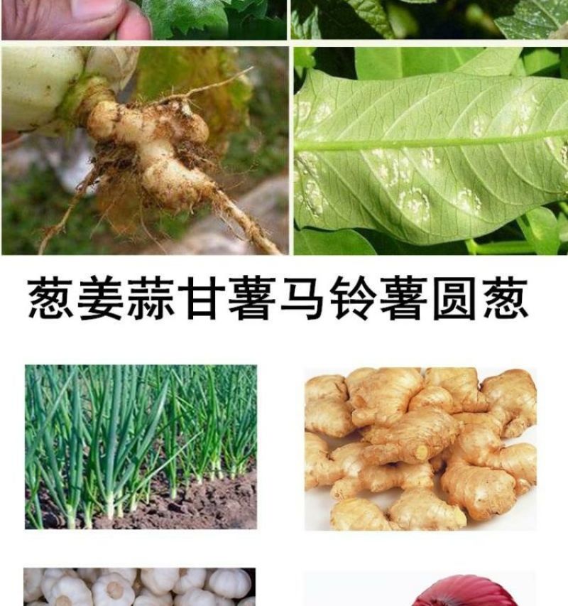 葱姜蒜菌净韭菜干尖灵黄叶一喷绿大葱大姜大蒜韭菜黄叶卷叶病